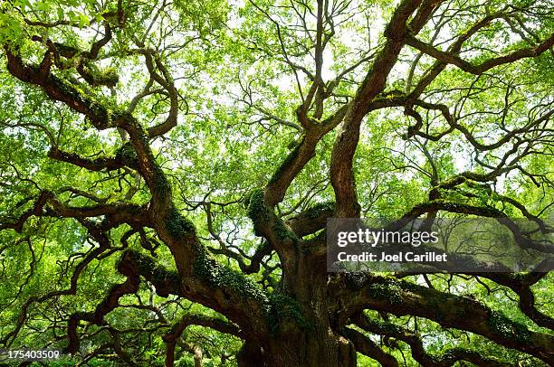 old oak tree with expansive branches - oaks day 個照片及圖片檔