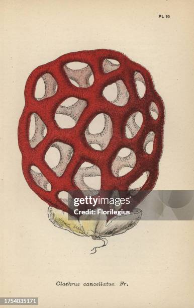 Lattice fungus, Clathrus cancellatus. Chromolithograph of an illustration by Mordecai Cubitt Cooke from 'A Plain and Easy Account of British Fungi,'...