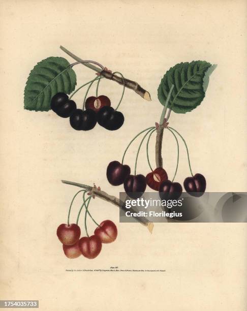 Cherry varieties, Prunus avium: Sir John Tradescant's black cherry, Millet's Duke, and Amber-Heart. Handcoloured stipple engraving of an illustration...