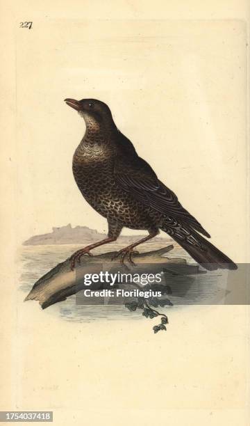 Ring ouzel , Turdus torquatus. Handcoloured copperplate drawn and engraved by Edward Donovan from his own 'Natural History of British Birds,' London,...