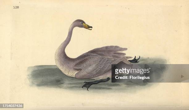 Wild swan , Cygnus cygnus, with plumage in transition stage to white. Handcoloured copperplate drawn and engraved by Edward Donovan from his own...