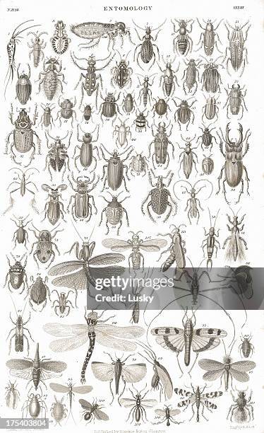 insekten alten litho aus 1852 - beetles with pincers stock-grafiken, -clipart, -cartoons und -symbole