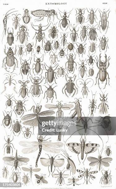 insects old litho print from 1852 - flea stock illustrations