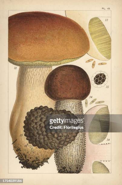 Porcino mushroom, Boletus edulis 33, birch bolete, Leccinum scabrum 34, and summer truffle, Tuber aestivum 35. Chromolithograph after an illustration...