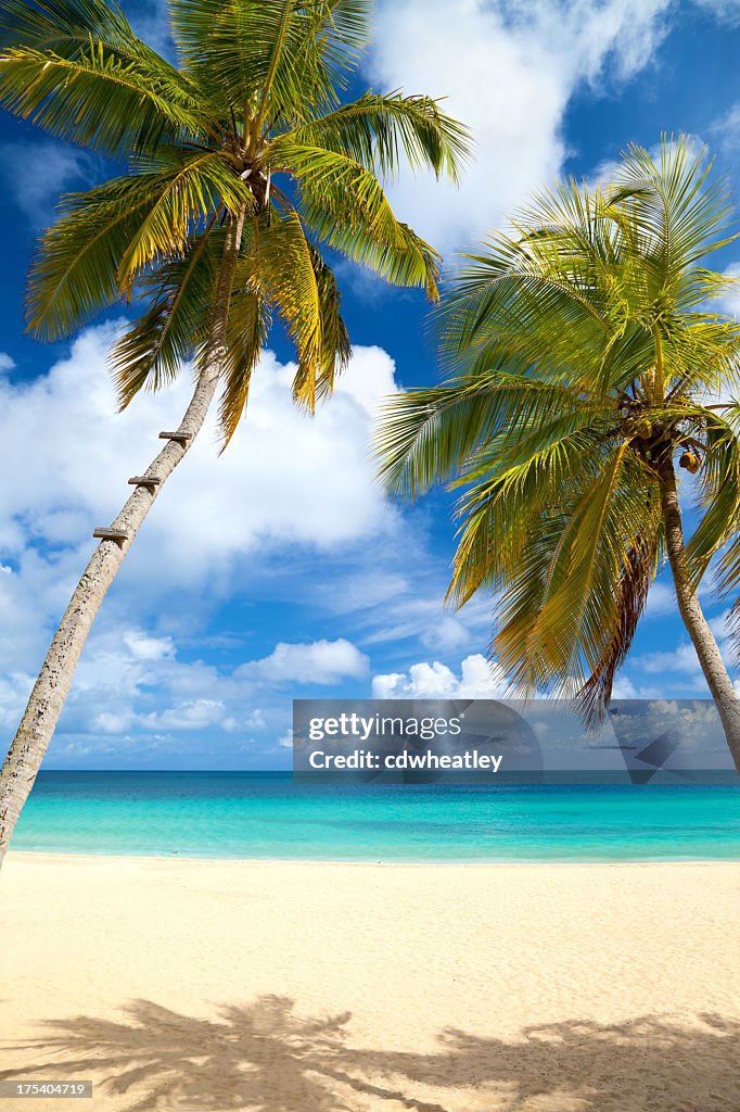 Palmen an einem tropischen Strand in der Karibik