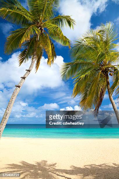 palm trees at a tropical beach in the caribbean - palmboom stockfoto's en -beelden