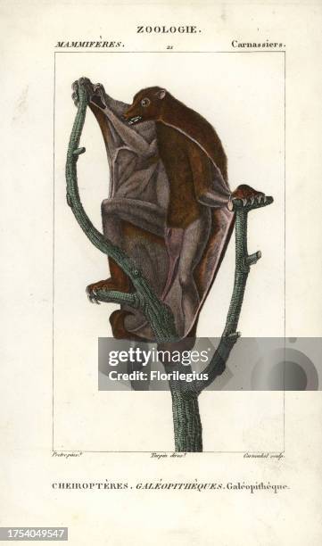 Sunda flying lemur, Galeopterus variegatus. Handcoloured copperplate stipple engraving from Frederic Cuvier's 'Dictionary of Natural Science:...