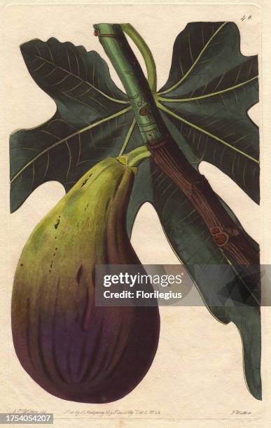 96 Lindley Gardner Stock Photos, High-Res Pictures, and Images - Getty ...