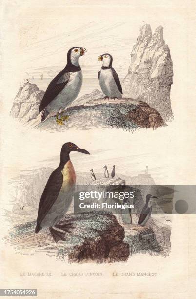 Puffin, Fratercula arctica, extinct great auk, Pinguinus impennis, and emperor penguin, Aptenodytes forsteri. Handcolored engraving after a drawing...