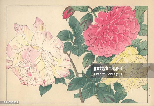 Roses, Rosa species. Handcoloured woodblock print from Konan Tanigami's 'Seiyou Sokazufu' , Unsodo, Kyoto, 1917. Tanigami depicted 125 varieties of...