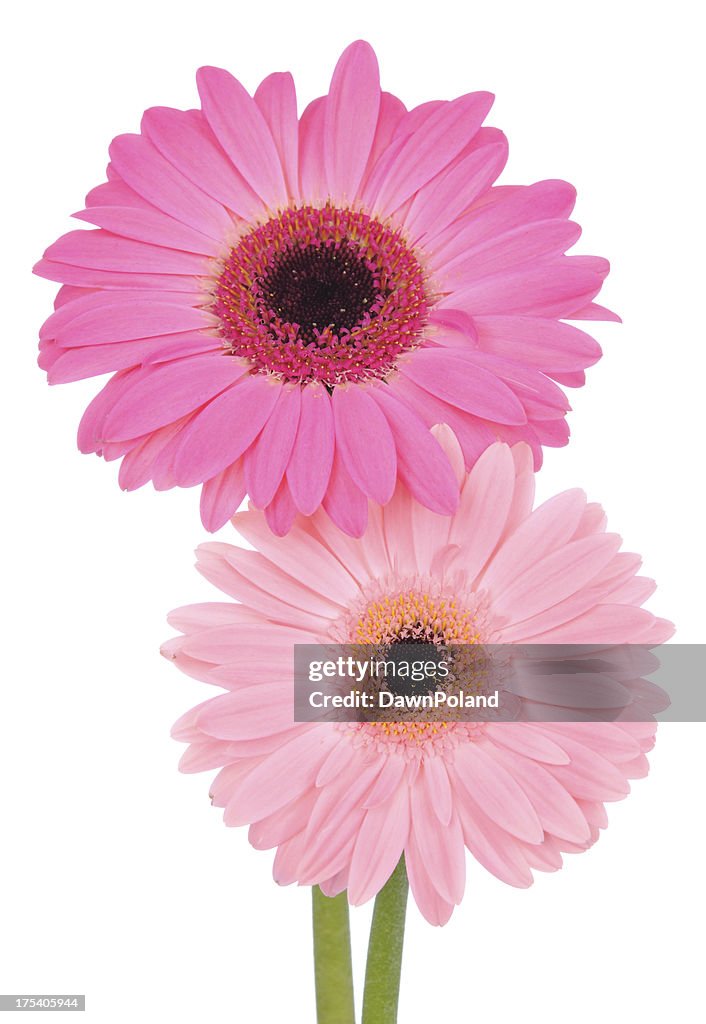 Rosa Gerbera Daisies