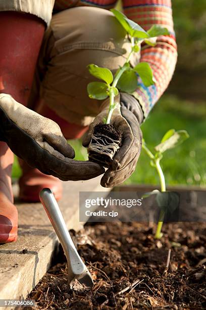 gardener planting on bean plants - fava bean stock pictures, royalty-free photos & images