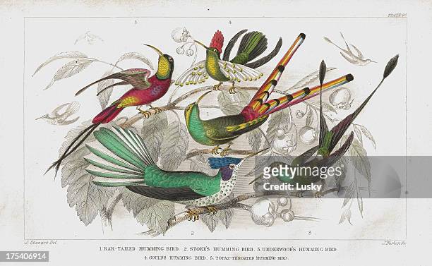 hummingbirds old 1852 litho print - endangered species bird stock illustrations