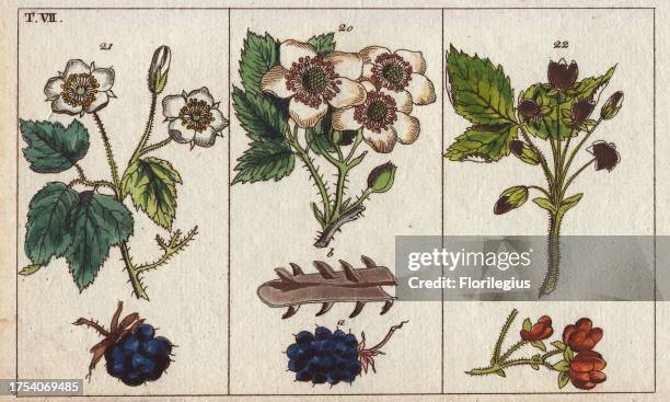 Blackberry, dewberry and stone bramble Rubus fruticosus, Rubus caesius, Rubus saxatilis Handcolored copperplate engraving from G. T. Wilhelm's...