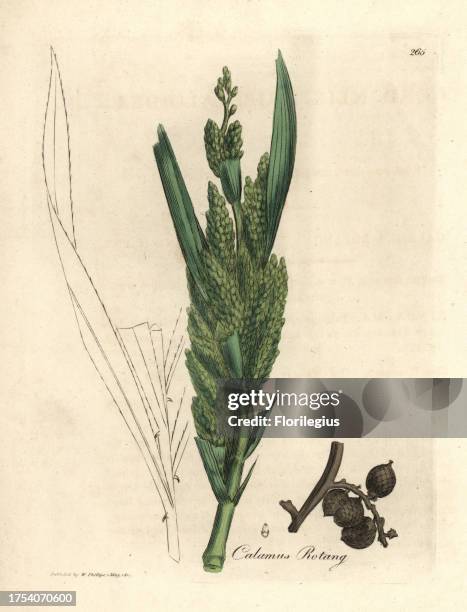 Rotang cane, Calamus rotang. Handcoloured copperplate engraving from a botanical illustration by James Sowerby from William Woodville and Sir William...