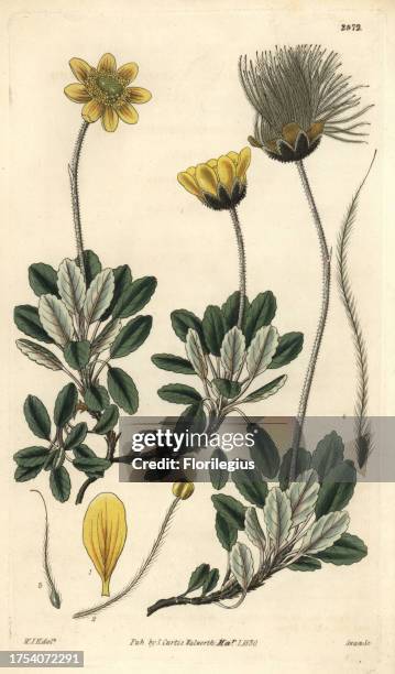 Yellow-flowered or Drummond's mountain avens, Dryas drummondii. Illustration drawn by William Jackson Hooker, engraved by Swan. Handcolored...