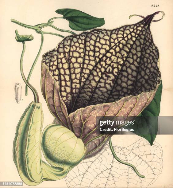 Gigantic-flowered birthwort, Aristolochia gigantea. Hand-coloured botanical illustration drawn and lithographed by Walter Hood Fitch for Sir William...