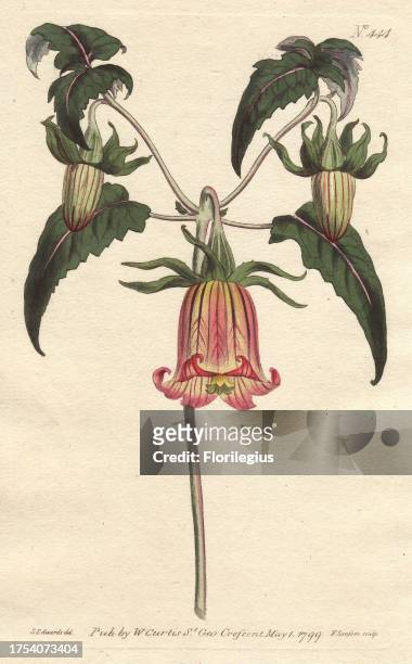Canary bell-flower with pink veined yellow flowers drooping. A native of the Canary islands. Canarina campanula Handcolored copperplate engraving...