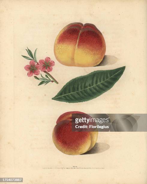 Peach varieties, Prunus persica: Grimwood's Royal George, blossom, leaf, and French Mignonne or Minion. Handcoloured stipple engraving of an...