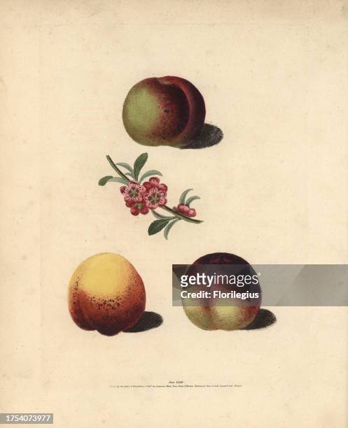 Nectarine varieties, Prunus persica: Violette Hative, blossom, Genoa, and Peterborough Nectarine. Handcoloured stipple engraving of an illustration...