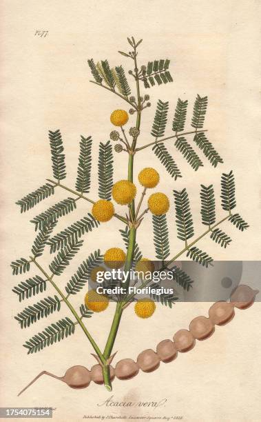 Egyptian thorn tree, Acacia nilotica. Handcoloured botanical illustration drawn and engraved on steel by Edward Smith Weddell from John Stephenson...
