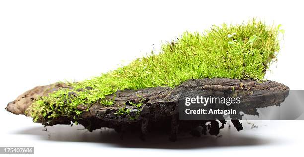 moss - mushroom isolated stock pictures, royalty-free photos & images