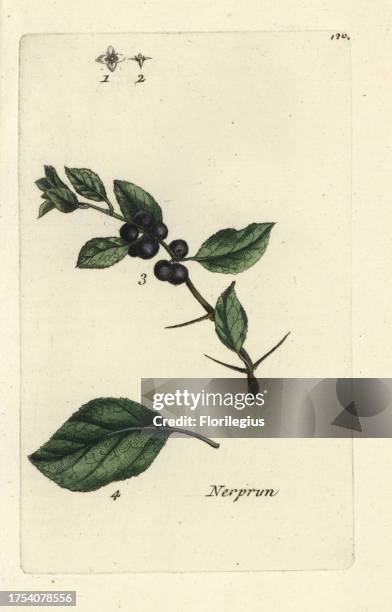 Purging buckthorn, Ramnus cathartica. Handcoloured botanical drawn and engraved by Pierre Bulliard from his own 'Flora Parisiensis,' 1776, Paris,...