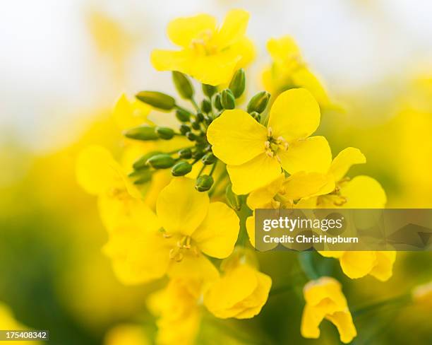 oilseed rape - canola stock pictures, royalty-free photos & images
