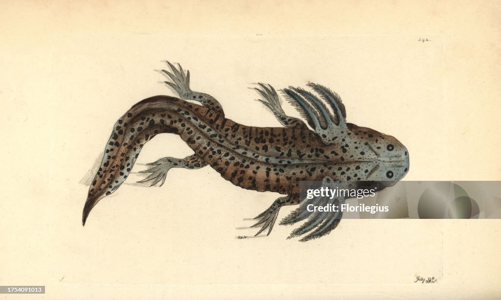 Mole salamander or wooper looper, Ambystoma mexicanum. Critically endangered