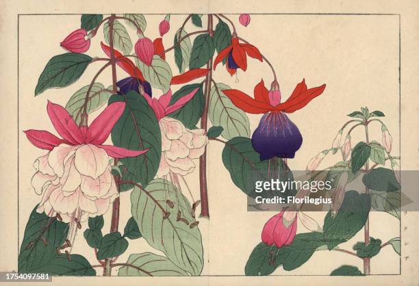 Fuchsia varieties. Handcoloured woodblock print from Konan Tanigami's 'Seiyou Sokazufu' , Unsodo, Kyoto, 1917. Tanigami depicted 125 varieties of...