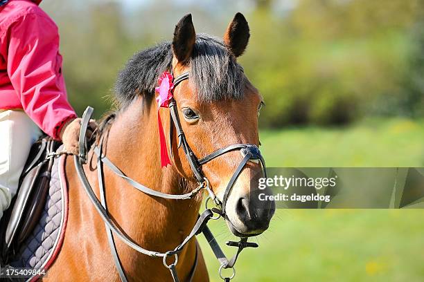 in first place - pony stock pictures, royalty-free photos & images
