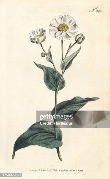 Plantain-leaved crowfoot with white flowers and yellow eye. Ranunculus amplexicaulis Handcolored copperplate engraving from a botanical illustration...