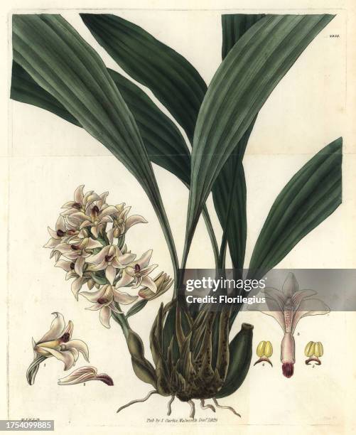 Scaly xylobium orchid, Xylobium squalens. Illustration drawn by William Jackson Hooker, engraved by Swan. Handcolored copperplate engraving from...