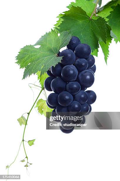 black grapes - red grape stock pictures, royalty-free photos & images