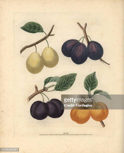 Plum varieties, Prunus domestica: White Imperatrice, Blue Imperatrice, Brignole and St. Catharine. Handcoloured stipple engraving of an illustration...