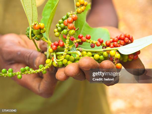 fresh peppercorn - black peppercorn stock pictures, royalty-free photos & images