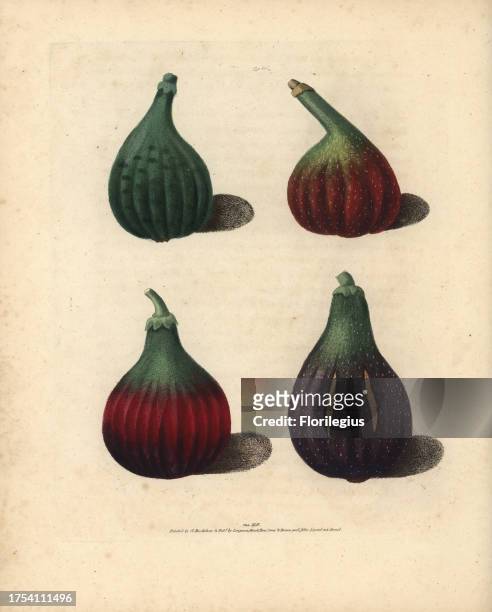 Fig varieties, Ficus carica: Green Ischias, Red Turkey, unknown variety and Turkey Fig. Handcoloured stipple engraving of an illustration by George...