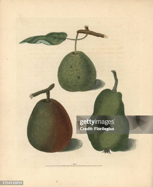 Pear varieties, Pyrus communis: Cressan, Gansell's Bergamot and Summer Bon Chretien. Handcoloured stipple engraving of an illustration by George...