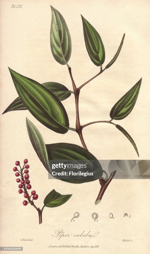 Cubeb or Java pepper, Piper cubeba