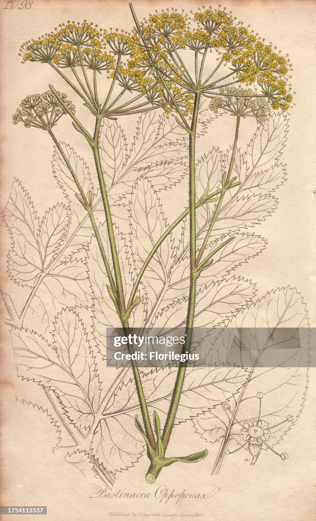 Opopanax or sweet myrrh, Opopanax chironius