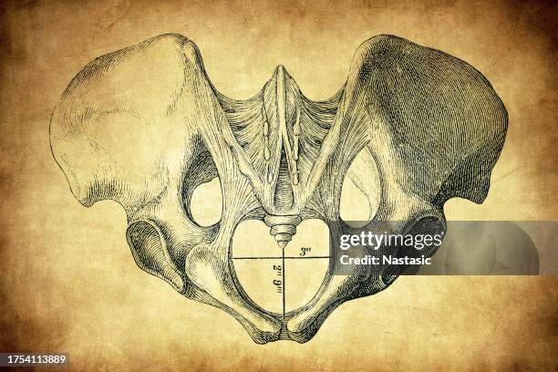 pelvis (male) - pelvis stock illustrations