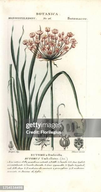 Flowering rush, Butomus umbellatus. Handcoloured copperplate stipple engraving from Antoine Jussieu's 'Dictionary of Natural Science,' Florence,...