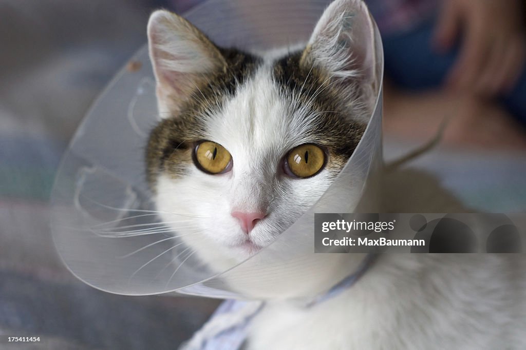 Katze mit Anti Scratch Schutzkragen