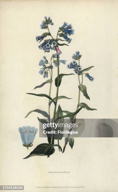 Daurian lungwort, Mertensia davurica. Handcoloured botanical illustration drawn and engraved by William Clark from Richard Morris's 'Flora Conspicua'...