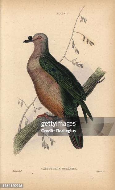 Micronesian Imperial-Pigeon, Ducula oceanica , native to Micronesia. Handcoloured steel engraving by William Lizars after an illustration by Edward...