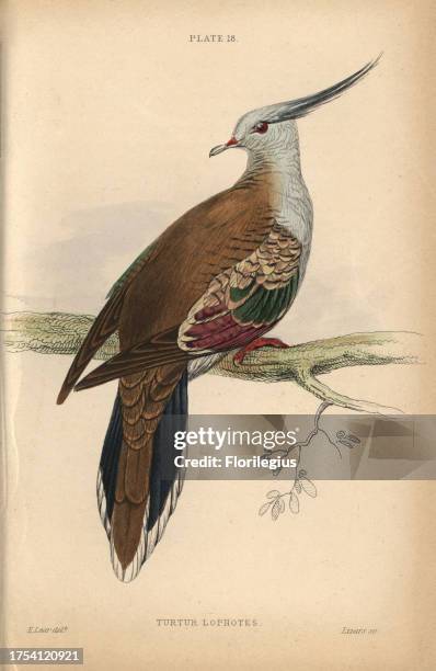 Crested pigeon, Ocyphaps lophotes , native to Australia. Handcoloured steel engraving by William Lizars after an illustration by Edward Lear from...