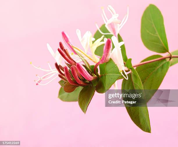 honeysuckle flowers - honeysuckle stock pictures, royalty-free photos & images