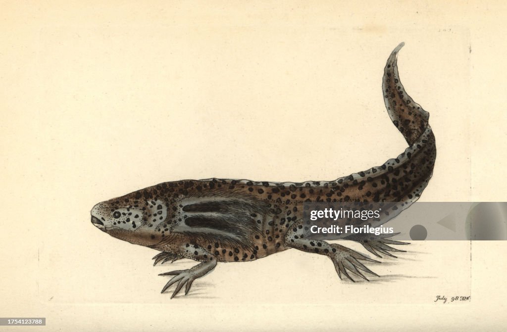 Mole salamander or wooper looper, Ambystoma mexicanum. Critically endangered