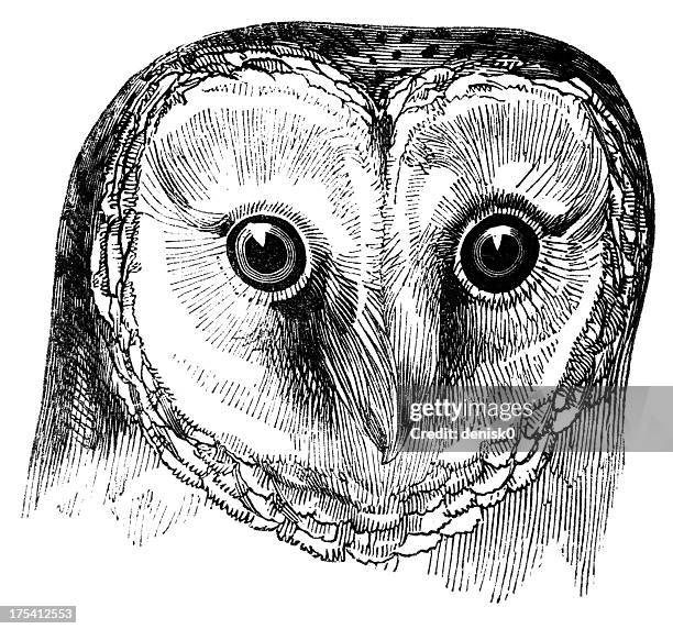 illustrations, cliparts, dessins animés et icônes de tête de effraie des clochers - chouette effraie