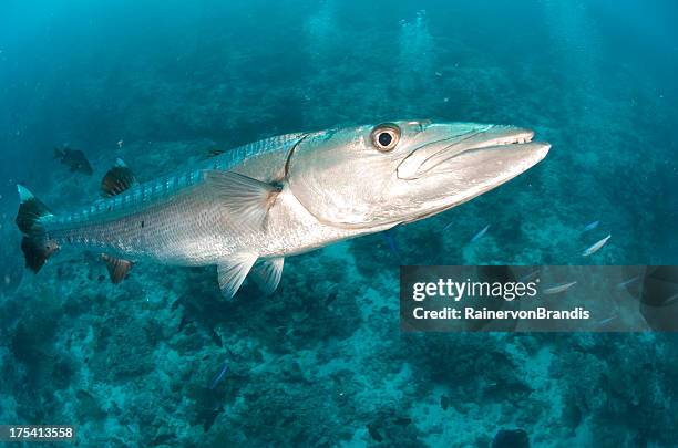 barracuda gigante - barracuda - fotografias e filmes do acervo